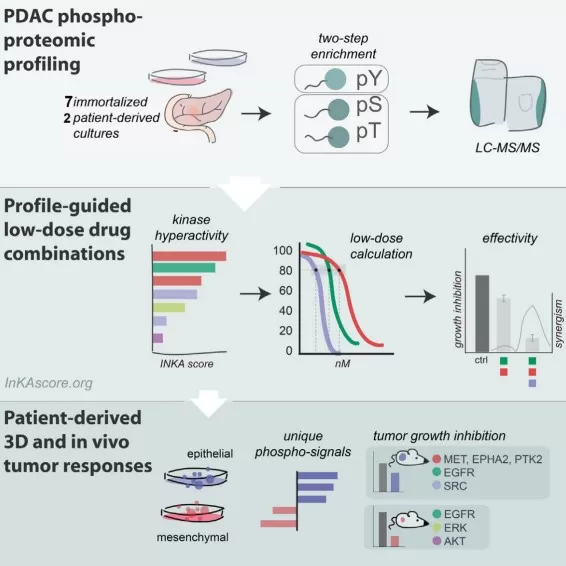 Phosphoproteomics guides effective low-dose drug combinations